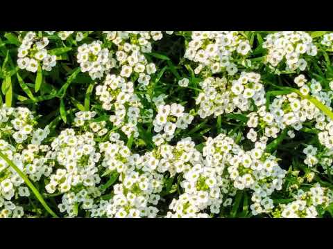 Beautiful flowers & Nature, Chicago!..with Sumant....Bhanu..