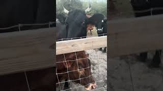 The pattern to treat time and how it works #cow #farming #farmlife #shorts