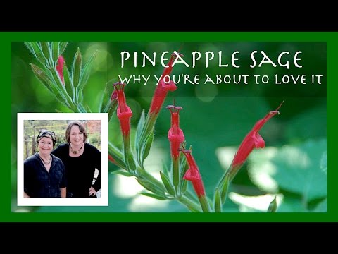 download lagu mp3 mp4 Pineapple Sage, download lagu Pineapple Sage gratis, unduh video klip Pineapple Sage