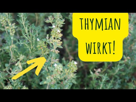 Thymian gehört in die Hausapotheke! Wirkung & Anwendung | Heilpflanze