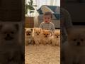 Dogs Play Dead on “Bang Bang” — Baby Loses It! 😂🐶👶
