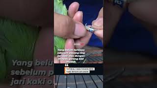 Download lagu Tutorial pasang Ring di kaki burung #Kabarkicu #DuniaKicau #KicauMania #CucakIjo #Fyp #Viral #Hoby mp3 Download lagu Tutorial pasang Ring di kaki burung #Kabarkicu #DuniaKicau #KicauMania #CucakIjo #Fyp #Viral #Hoby mp3