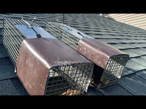 Safely Removing Squirrels from the Home in Plainsboro, NJ