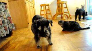You Must be Evil Chris Rea Singing dog, Evil Cat