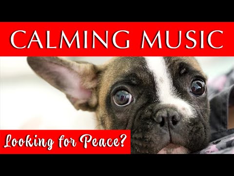 Calming Dog Music for Anxiety and Sleep | 432Hz Magic