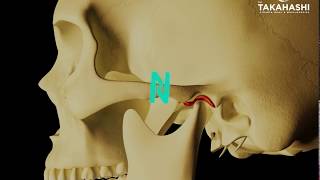 ¿Porque te truena tu mandibula