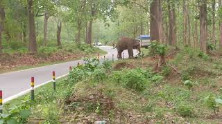 preview picture of video 'आज रामनगर उत्तराखंड के गिर्जिया क्षेत्र में हाथी ने मचाया कोहराम देंखे वीडियो'