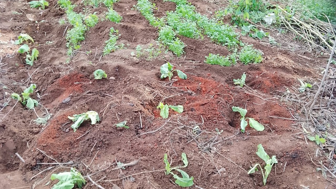 PLANTANDO BATATA DOCE E COUVE 👏👏QUEM PLANTA,COLHE 🙌