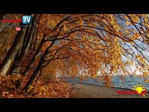 WladekTV - Złociste bukowe listki