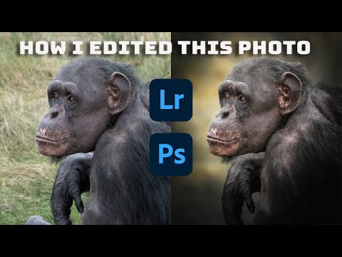 Beginners guide to Lightroom & Photoshop editing. Wildlife portrait edit. Very  simple & easy.