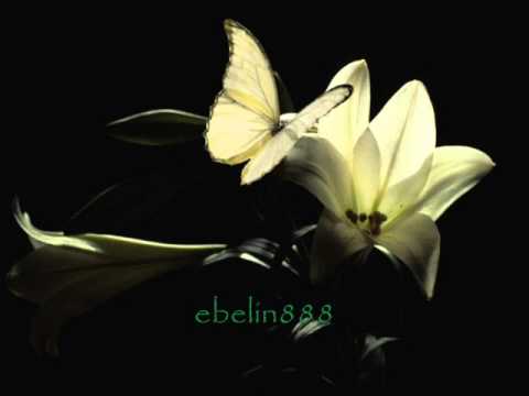 Život bez tebe ne živim - Adil & Allegro band