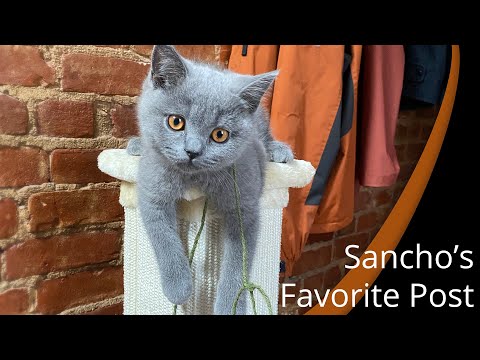 Scratching Post Playtime with Sancho (a British Blue Kitten)