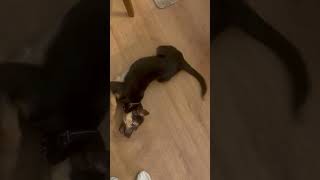 Video preview image #1 German Shepherd Dog-Unknown Mix Puppy For Sale in Minneapolis, MN, USA