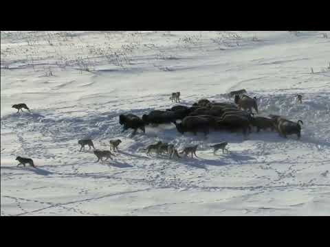 Pack Of Wolves Hunt a Bison   Frozen Planet   BBC Earth