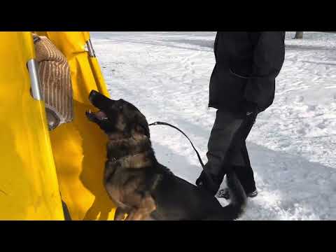 Archie z Jukasu - protection 1/2024