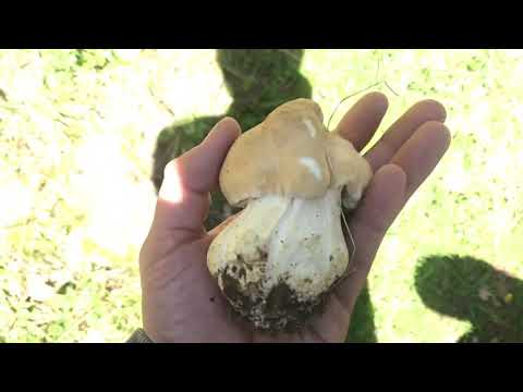 Calocybe gambosa XXL. 2019