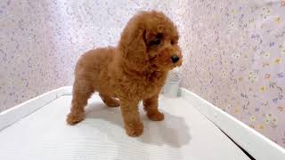 トイプードルの動画01