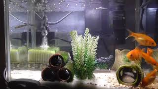 初心者アクアリウム２【スジシマドジョウ混水】