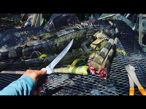 download lagu mp3 mp4 Fresh Tails, download lagu Fresh Tails gratis, unduh video klip Fresh Tails