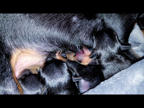 Karmienie, pierwsze dni życia szczeniąt rasy Praski Ratler - Litter T