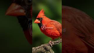 Download lagu Cardinal Bird Song Northern Cardinal Song... mp3