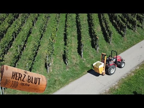 Vom Rebstock in den Weinkeller | mit Herzblut zum Wein Vlog #108