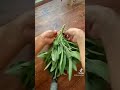 How to harvest and dry sage