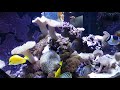 Purple Tang With White Spot