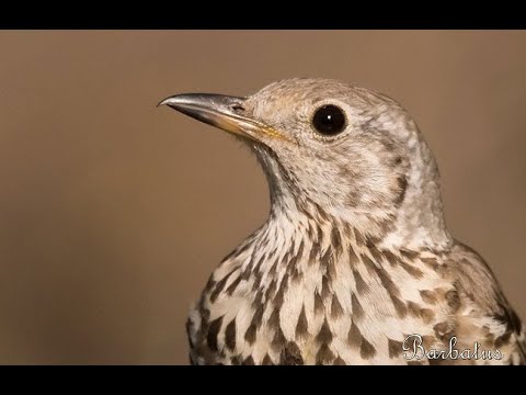 ZORZAL CHARLO | MISTLE THRUSH | Turdus viscivorus