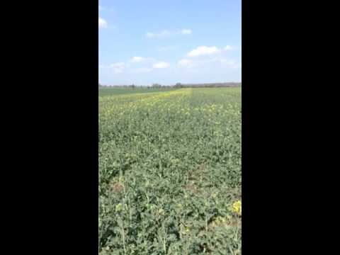 Raps mit leguminosen 09.04.16