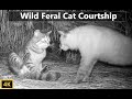 Wild Feral Cat Mating Courtship Documentary