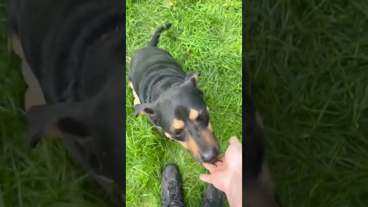 Enlarge Scruff, a Adoptable mixed breed in Danbury, CT video 3/6