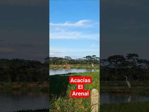 Chigüiros en la vía a Acacías, Meta #rumboalos100años #lagos #turismoporelllano #bienestaremocional