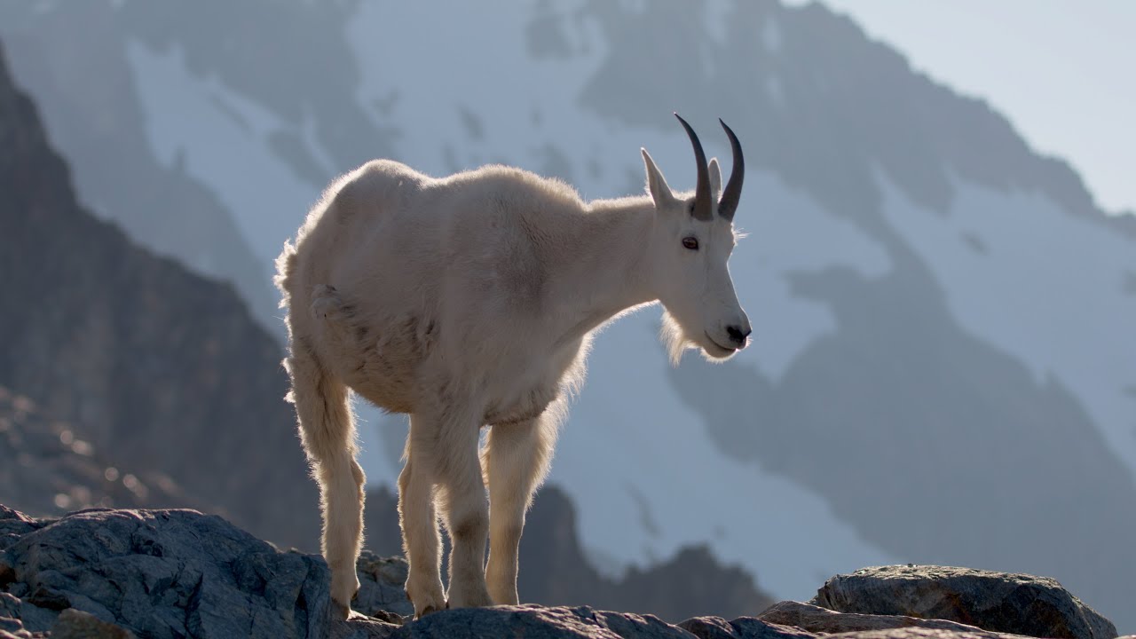 The North Cascades: An Elevated Journey