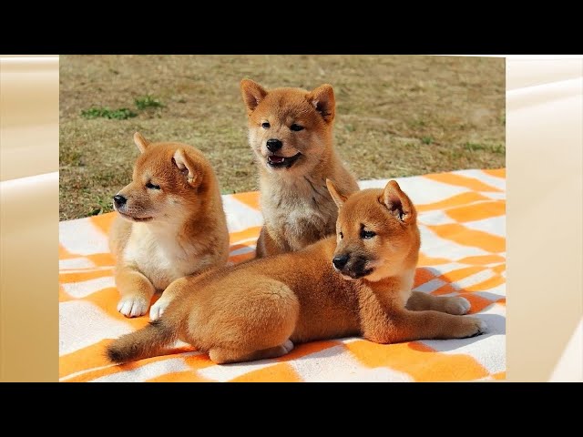 Рубрика "Живая среда"