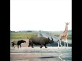 Andre Kraml-Safari 