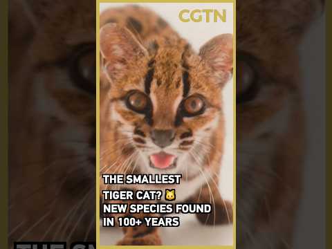Tiny 'tiger'? Meet the first new cat species in 100 years