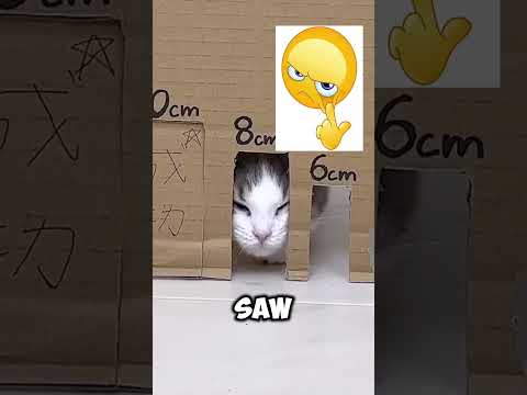 Let’s see if the cat can make it through all the holes #shorts #memes