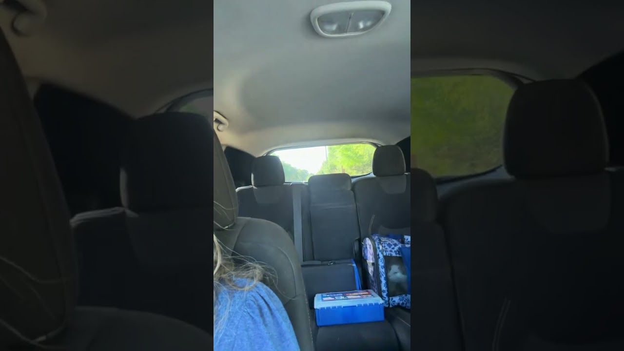 Enlarge Babette, a ADOPTABLE Domestic Short Hair in Beaufort, SC video 6/6