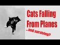 Cats Can Fall From Planes and Survive?! Cats Can Fall From Planes and Survive?!