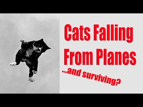 Cats Can Fall From Planes and Survive?!