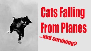 Cats Can Fall From Planes and Survive?!