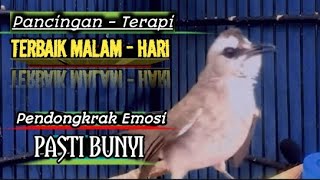 Download lagu pancingan - terapi TERBAIK malam hari untuk burung trucukan stres dan bahan agar bunyi mp3