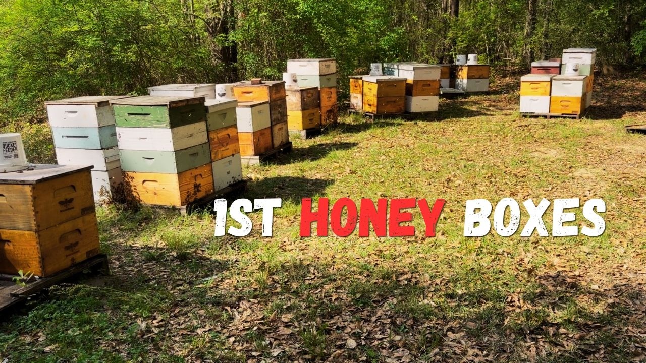 Preparing for Peak Honey Production This Spring