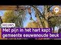 'Het is verschrikkelijk’, met pijn in het hart wordt eeuwenoude beuk gekapt