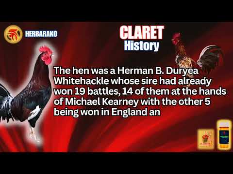 CLARET GAMEFOWL, Fighting Style and History
