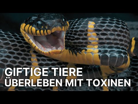 Giftige Tiere | Überleben mit Toxinen | Die gefährlichsten Tiere der Welt