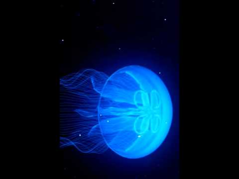 NightLight Jelly Fish Animated Video