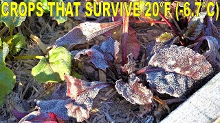18 Cold Hardy Vegetables That Can Survive 20F DEGREE Hard Freezes