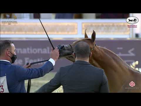 N 13 TIBRAH AL NASSER   Katara International Arabian Horse Festival   Yearling Fillies Class 1B
